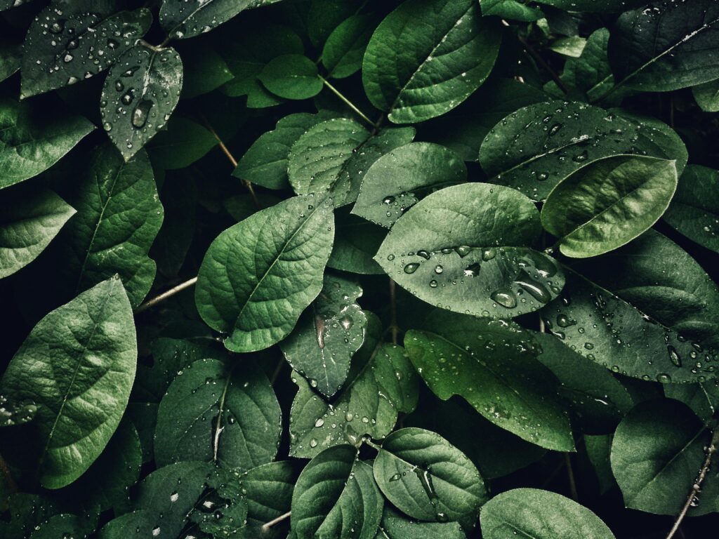 close-up-photography-of-leaves-with-droplets